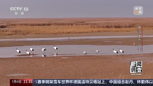 如何了解黄河生态之变？看看这些鸟儿就知道