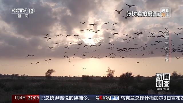 如何了解黄河生态之变？看看这些鸟儿就知道