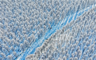 塞罕坝获得国际市场“绿色通行证”